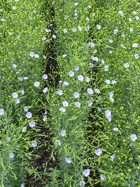 462154 - Common flax (Linum usitatissimum)