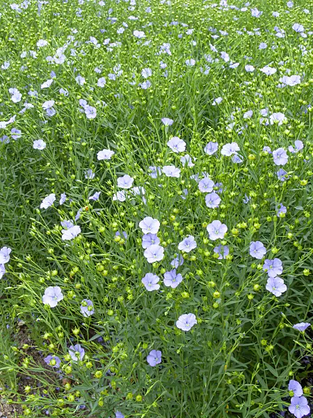 462155 - Common flax (Linum usitatissimum)