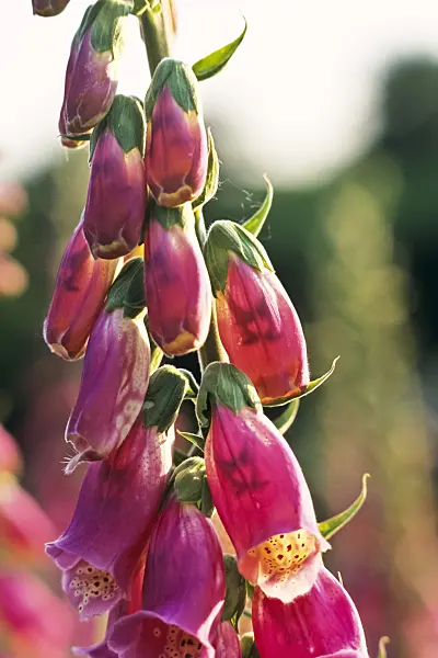 379054 - Common foxglove (Digitalis purpurea)