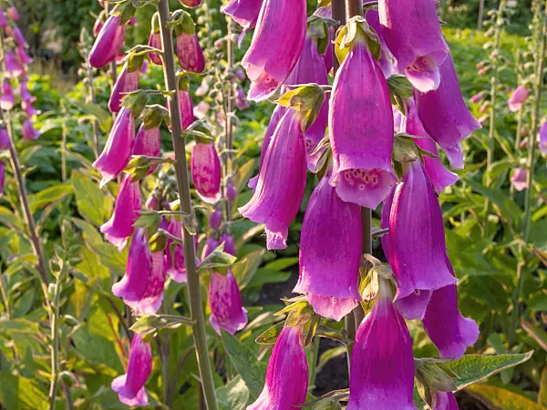 414001 - Common foxglove (Digitalis purpurea)