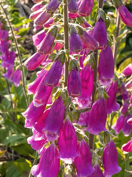 414007 - Common foxglove (Digitalis purpurea)