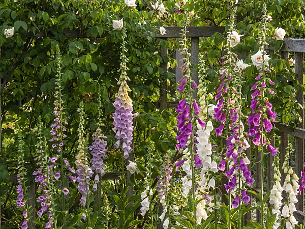 414049 - Common foxglove (Digitalis purpurea)