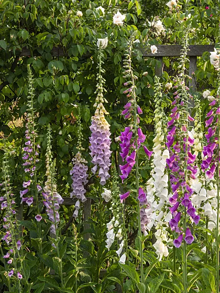 414050 - Common foxglove (Digitalis purpurea)