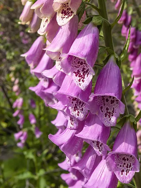 414051 - Common foxglove (Digitalis purpurea)