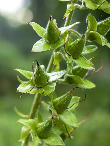 427153 - Common foxglove (Digitalis purpurea)