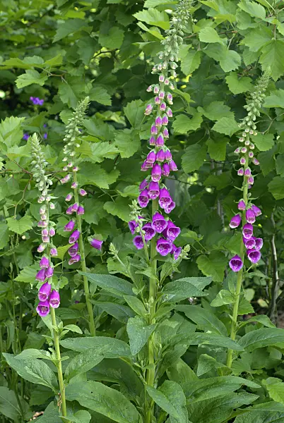 452110 - Common foxglove (Digitalis purpurea)