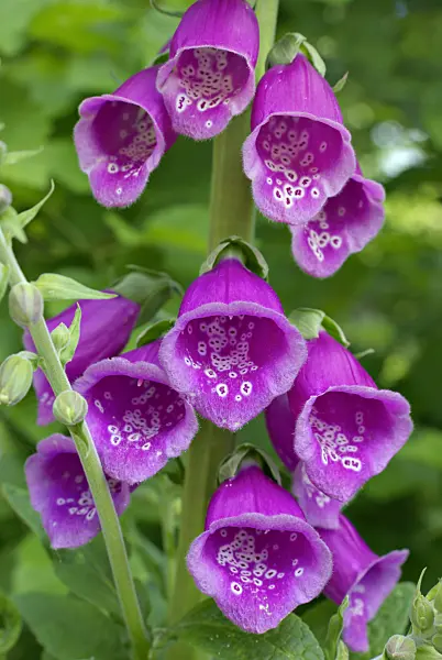 452112 - Common foxglove (Digitalis purpurea)