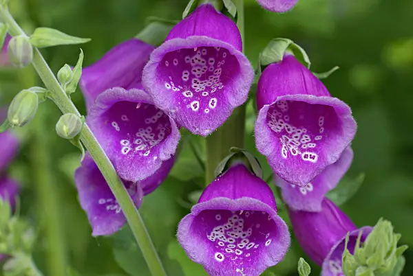 452113 - Common foxglove (Digitalis purpurea)
