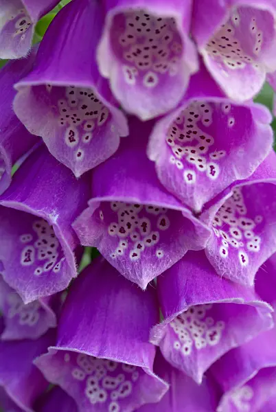 452114 - Common foxglove (Digitalis purpurea)