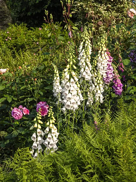 461063 - Common foxglove (Digitalis purpurea)