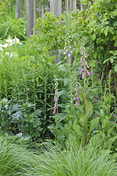 472330 - Common foxglove (Digitalis purpurea)
