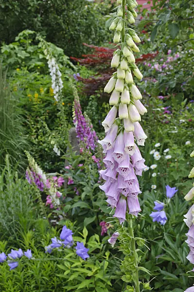 473061 - Common foxglove (Digitalis purpurea)