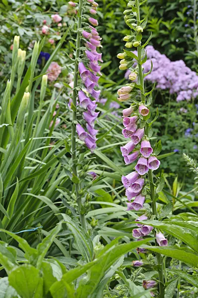 473097 - Common foxglove (Digitalis purpurea)