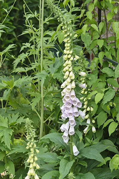 473104 - Common foxglove (Digitalis purpurea)