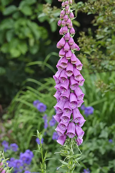 473111 - Common foxglove (Digitalis purpurea)