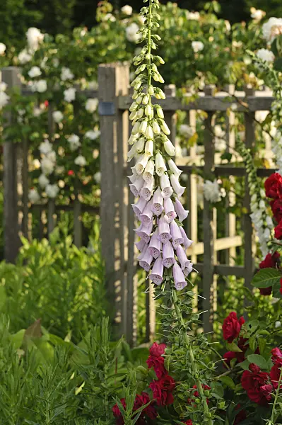 473150 - Common foxglove (Digitalis purpurea)