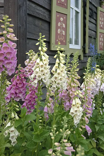 490058 - Common foxglove (Digitalis purpurea)