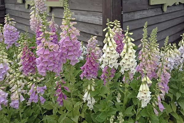 490059 - Common foxglove (Digitalis purpurea)