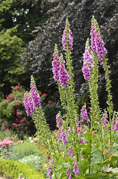 497215 - Common foxglove (Digitalis purpurea)