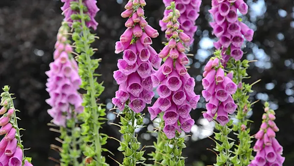 497231 - Common foxglove (Digitalis purpurea)