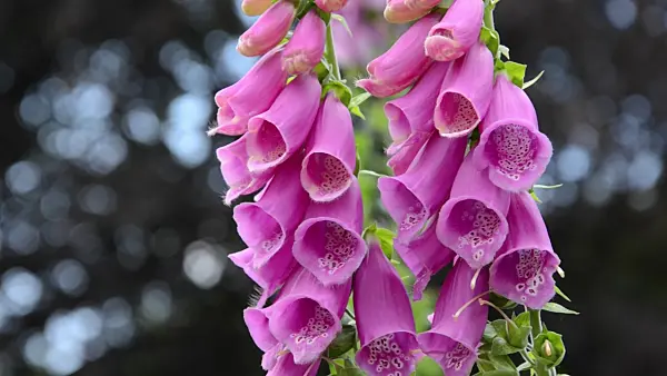 497232 - Common foxglove (Digitalis purpurea)