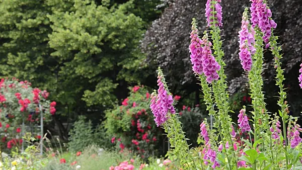 497233 - Common foxglove (Digitalis purpurea)