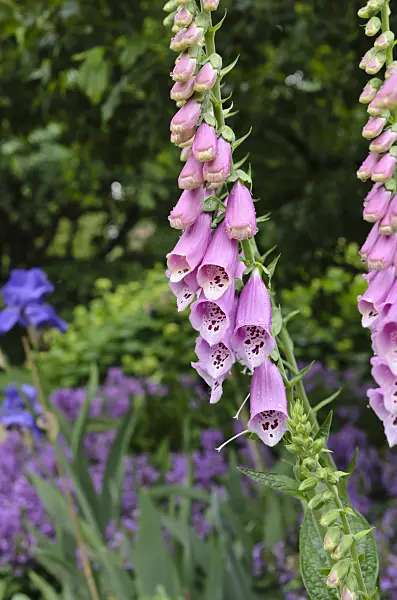 508567 - Common foxglove (Digitalis purpurea)