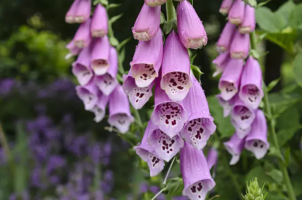 508568 - Common foxglove (Digitalis purpurea)