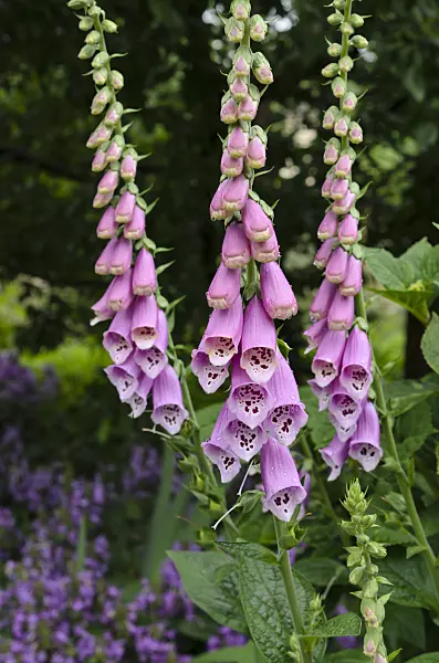 508569 - Common foxglove (Digitalis purpurea)