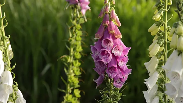 509020 - Common foxglove (Digitalis purpurea)