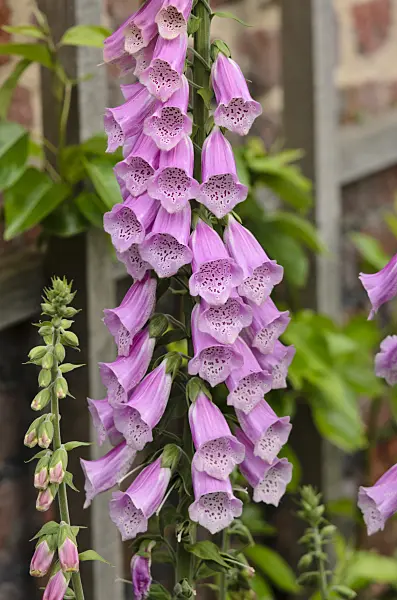 533246 - Common foxglove (Digitalis purpurea)