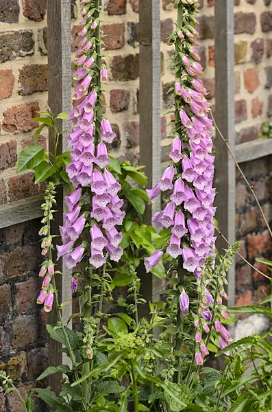 533248 - Common foxglove (Digitalis purpurea)