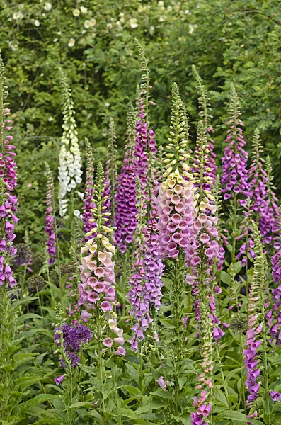 533573 - Common foxglove (Digitalis purpurea)