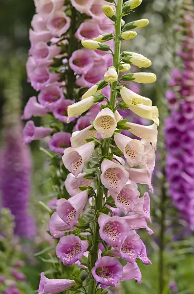 533574 - Common foxglove (Digitalis purpurea)