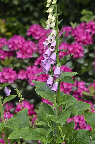 533621 - Common foxglove (Digitalis purpurea)