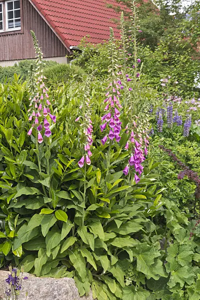 609031 - Common foxglove (Digitalis purpurea)