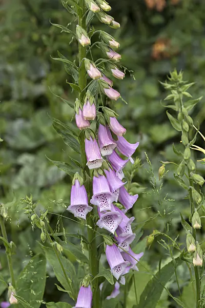 651221 - Common foxglove (Digitalis purpurea)