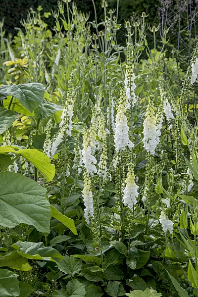 651218 - Common foxglove (Digitalis purpurea 'Alba')