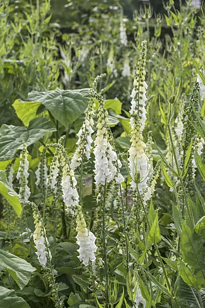 651219 - Common foxglove (Digitalis purpurea 'Alba')