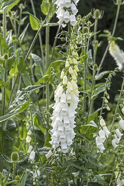 651220 - Common foxglove (Digitalis purpurea 'Alba')