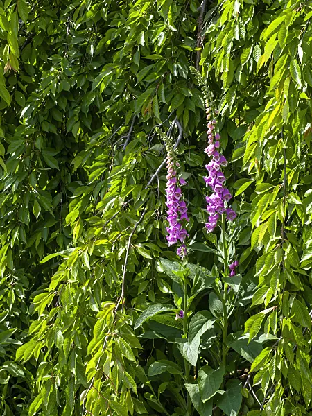 460126 - Common foxglove (Digitalis purpurea) and autumn cherry (Prunus subhirtella 'Pendula')