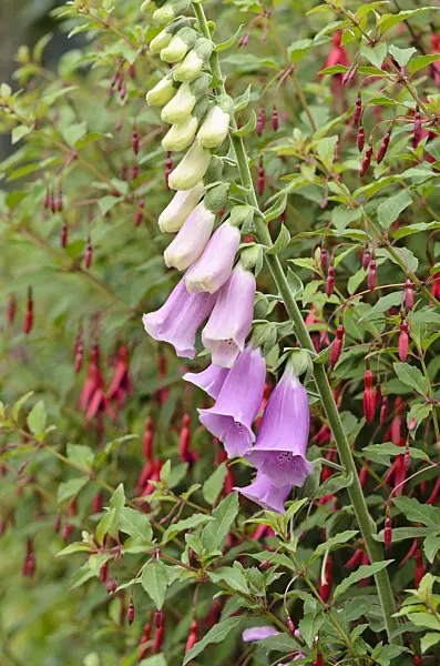 521333 - Common foxglove (Digitalis purpurea) and fuchsia (Fuchsia)
