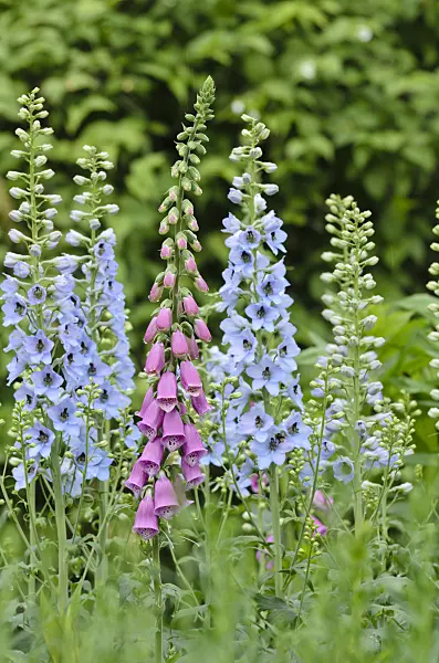 508570 - Common foxglove (Digitalis purpurea) and larkspur (Delphinium elatum)