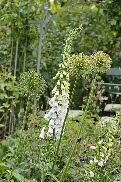 521082 - Common foxglove (Digitalis purpurea) and ornamental onion (Allium)