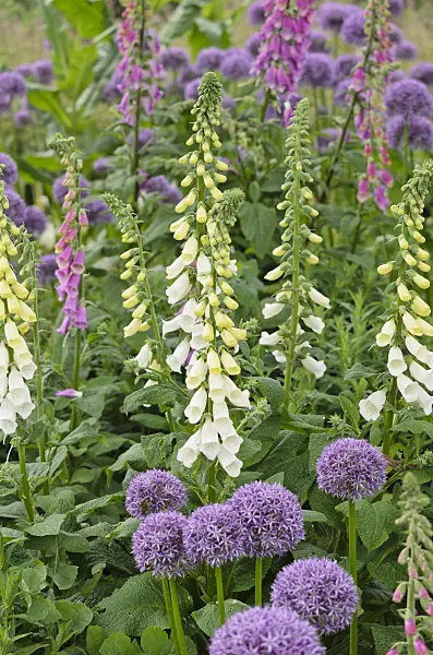 533259 - Common foxglove (Digitalis purpurea) and ornamental onion (Allium)