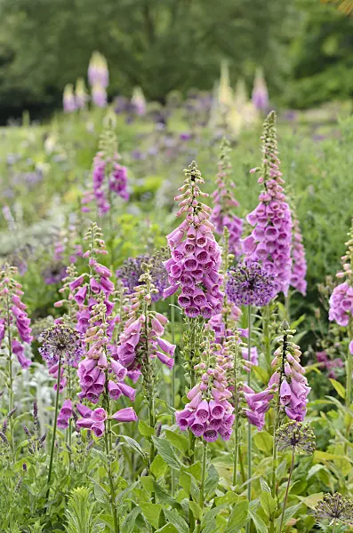 533575 - Common foxglove (Digitalis purpurea) and ornamental onion (Allium)