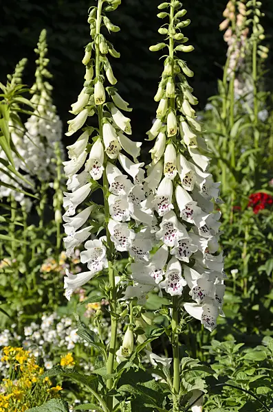 508197 - Common foxglove (Digitalis purpurea 'Camelot White')