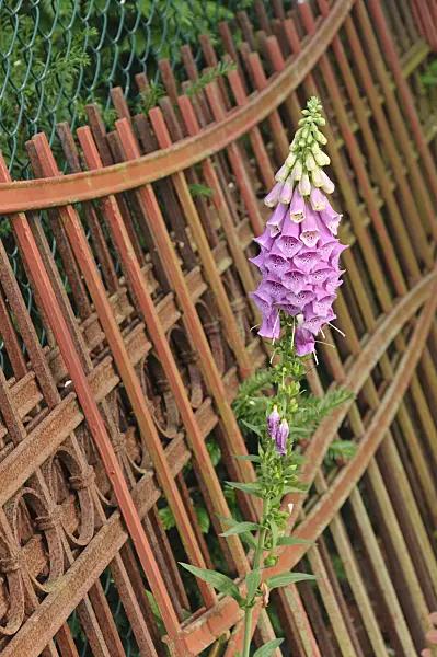 486037 - Common foxglove (Digitalis purpurea) in front of a rusty garden fence