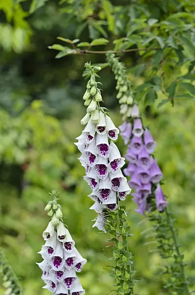 521148 - Common foxglove (Digitalis purpurea 'Pam's Choice')