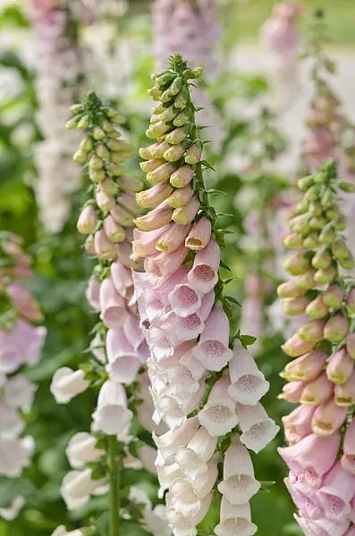 545087 - Common foxglove (Digitalis purpurea 'Pink Gin')